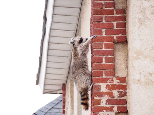 Raccoon climbing chimney